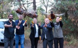 Altınova Hersek Lagünü’nde 200 Sülün Doğaya Salındı