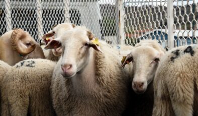 TDV’den Gençlere Özel Kurban Seferberliği: “İlk Kurbanım İlk İyiliğim” Başladı