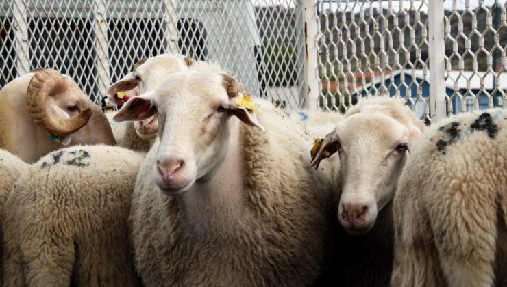 TDV’den Gençlere Özel Kurban Seferberliği: “İlk Kurbanım İlk İyiliğim” Başladı